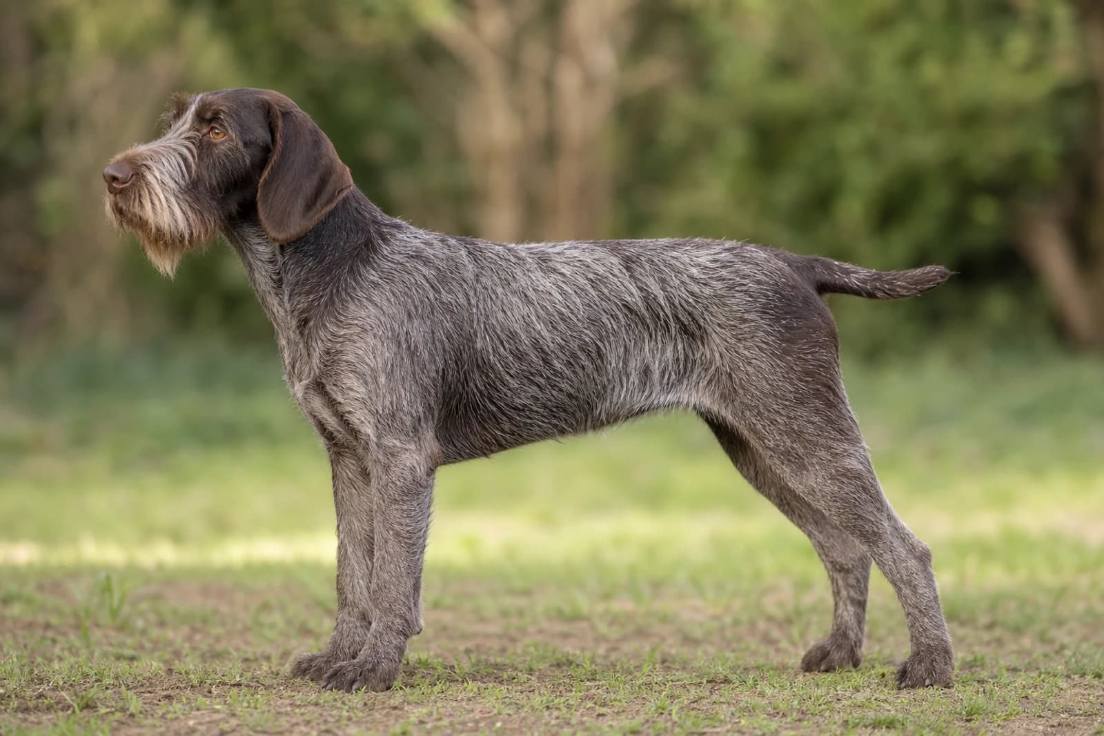 Cesky Fousek — Giant dog breed