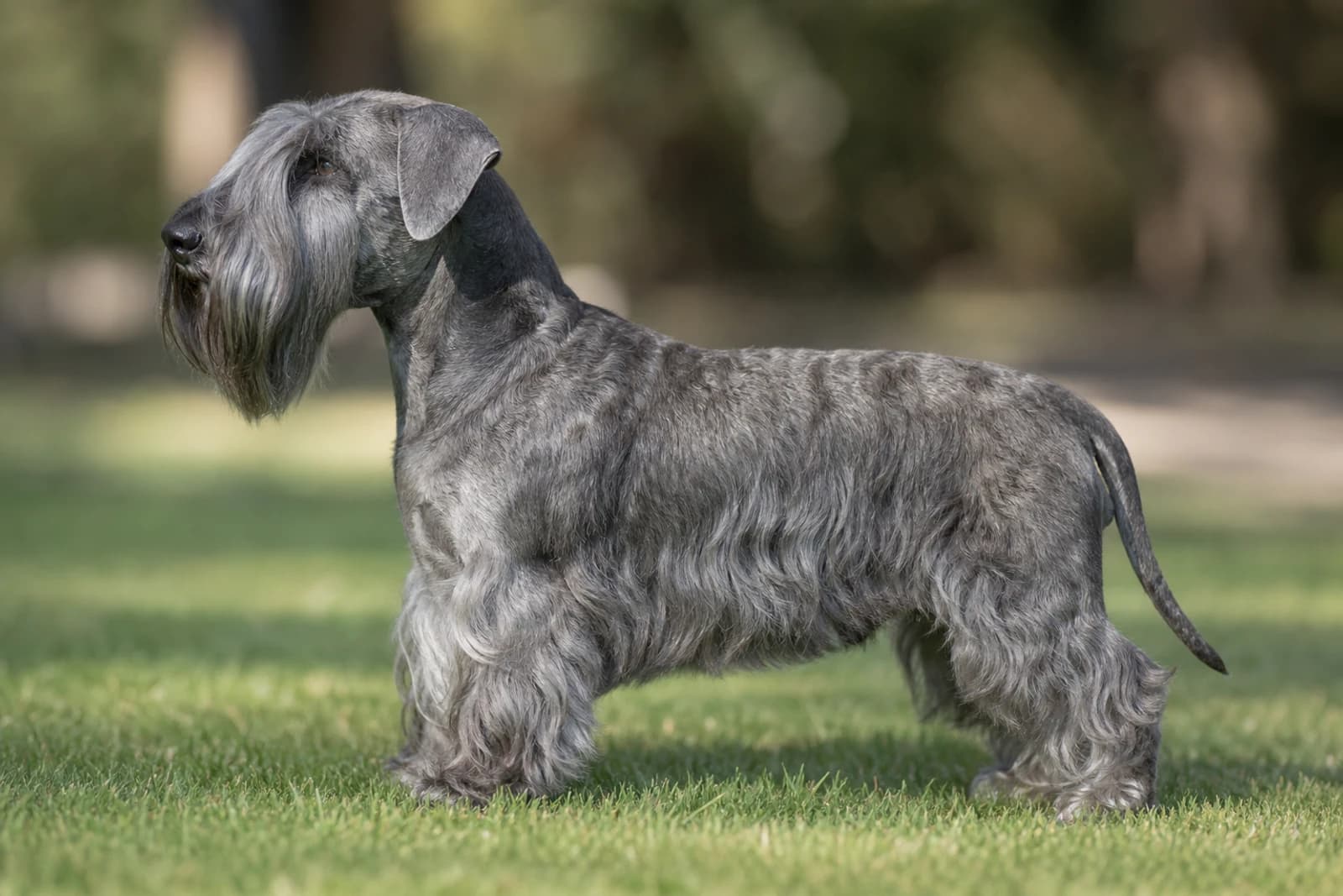 Cesky Terrier — Medium dog breed