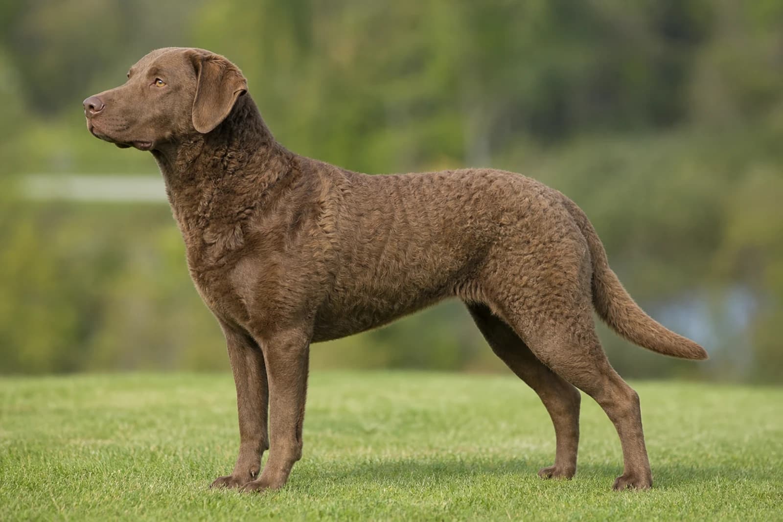 Chesapeake Bay Retriever — Giant dog breed