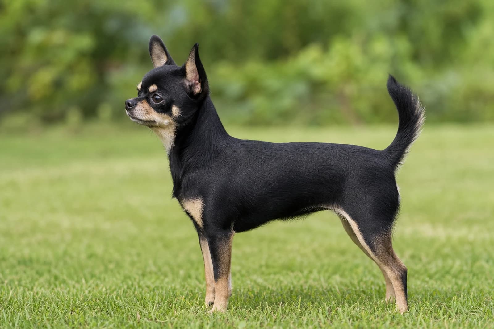 Chihuahua — Small dog breed