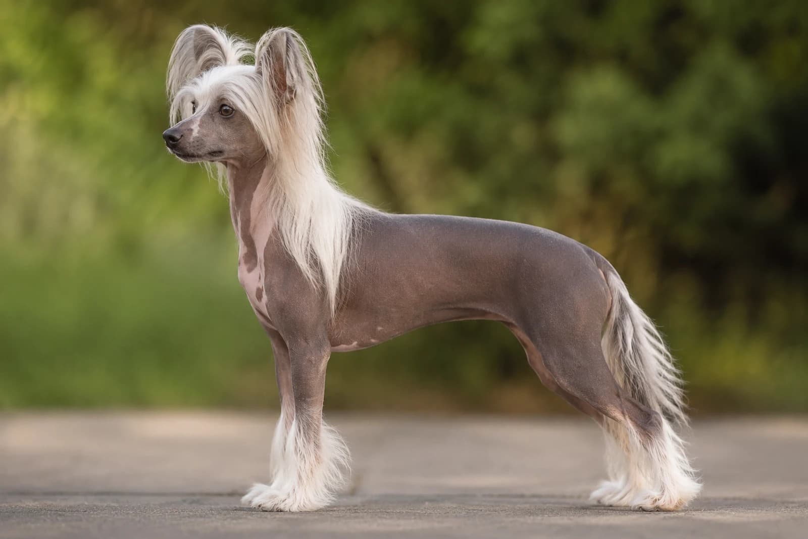 Chinese Crested — Medium dog breed