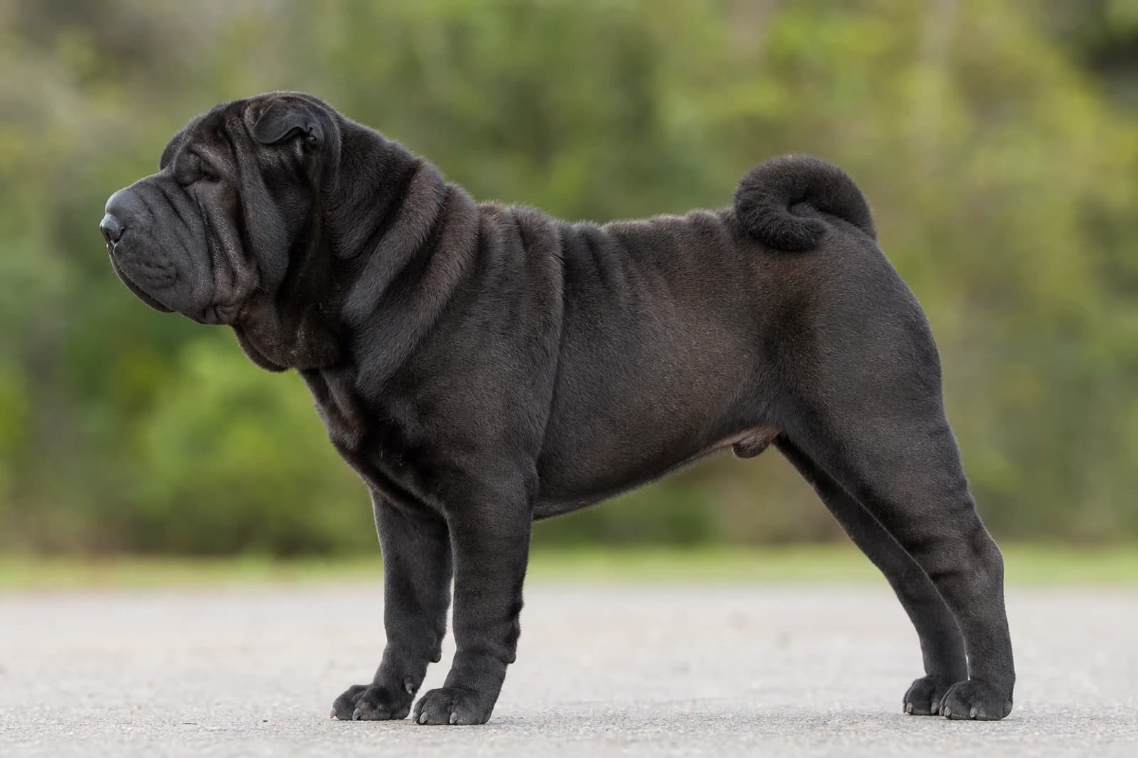 Chinese Shar-Pei — Large dog breed