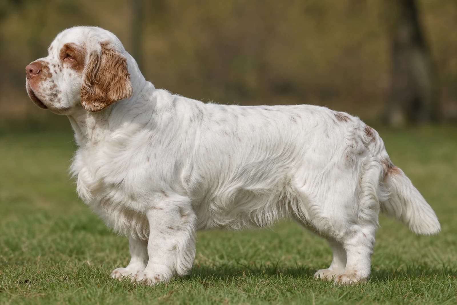 Clumber Spaniel — Large dog breed