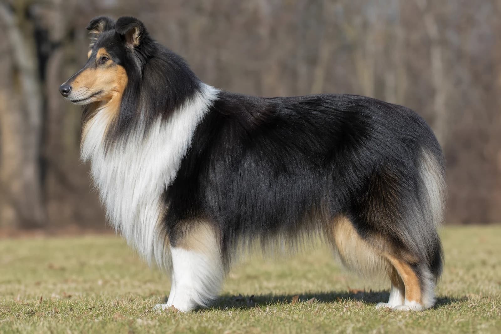 Collie — Large dog breed