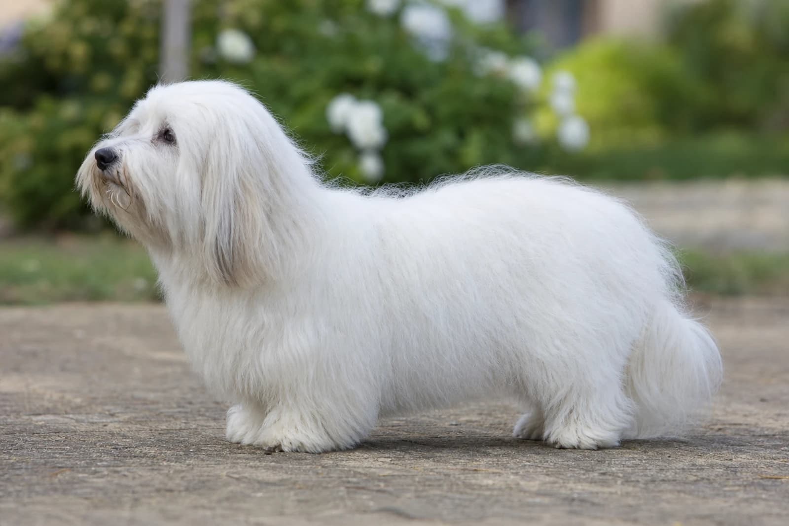 Coton de Tulear — Small dog breed
