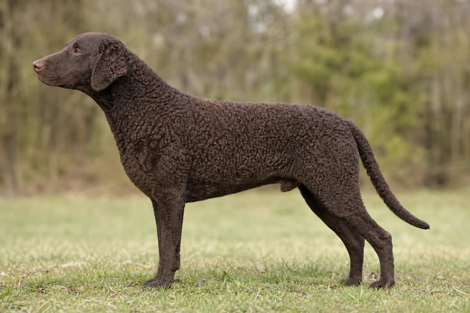 Curly Coated Retriever — Giant dog breed