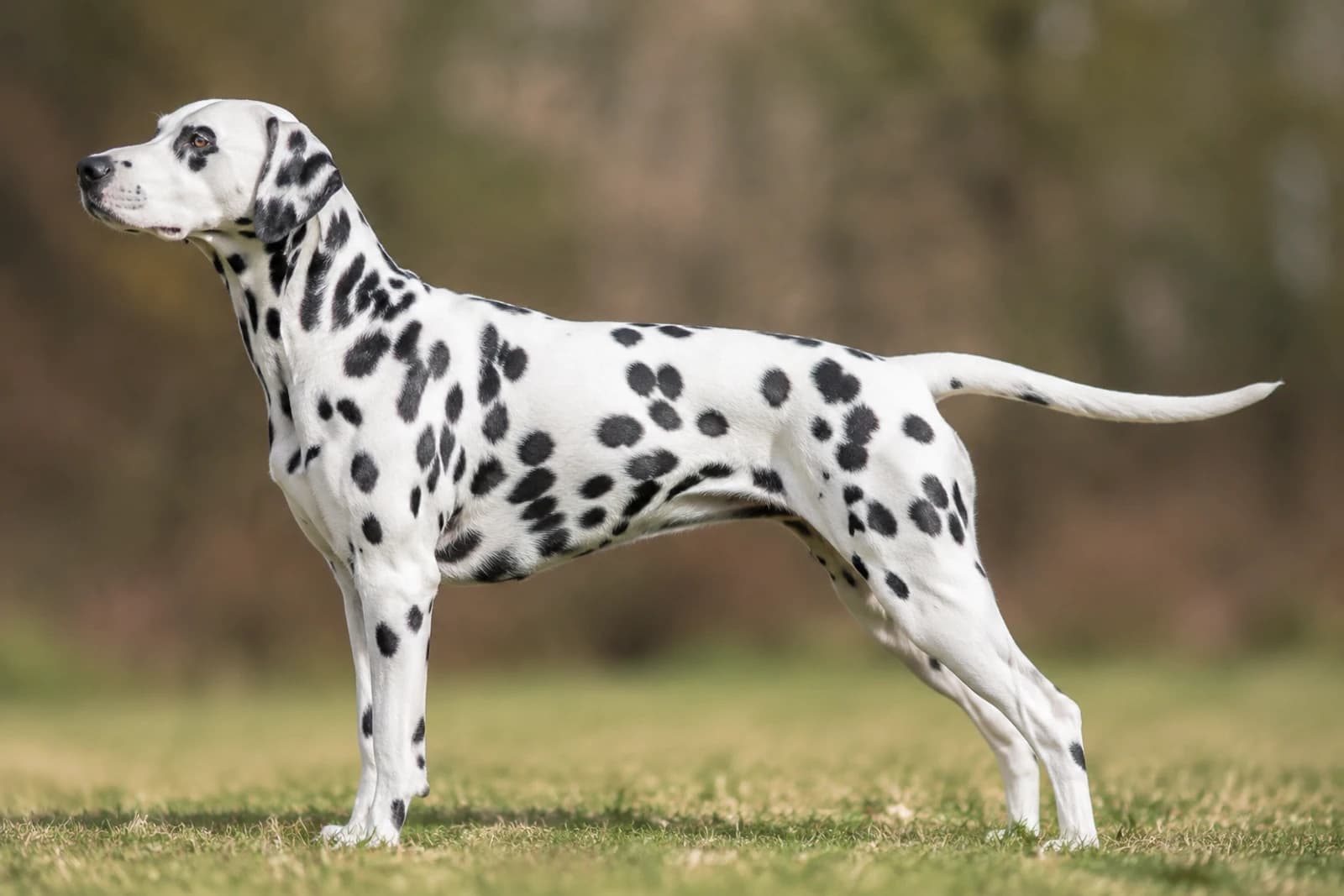Dalmatian — Large dog breed