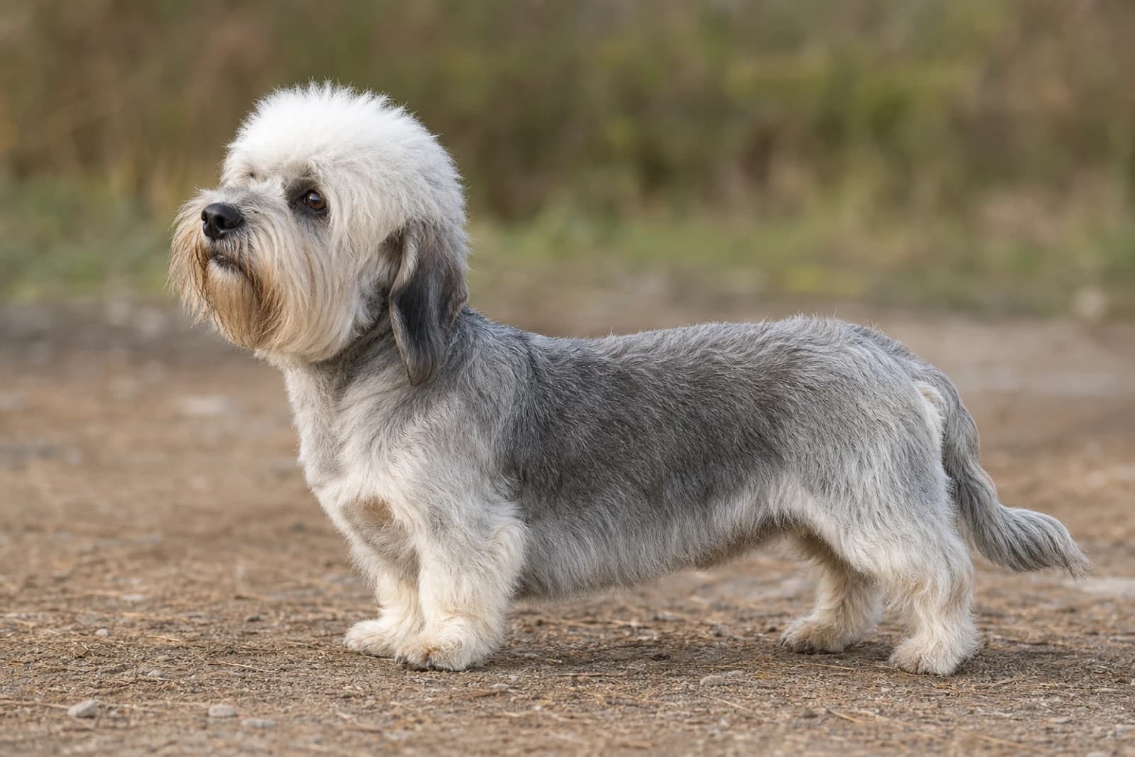 Dandie Dinmont Terrier — Small dog breed