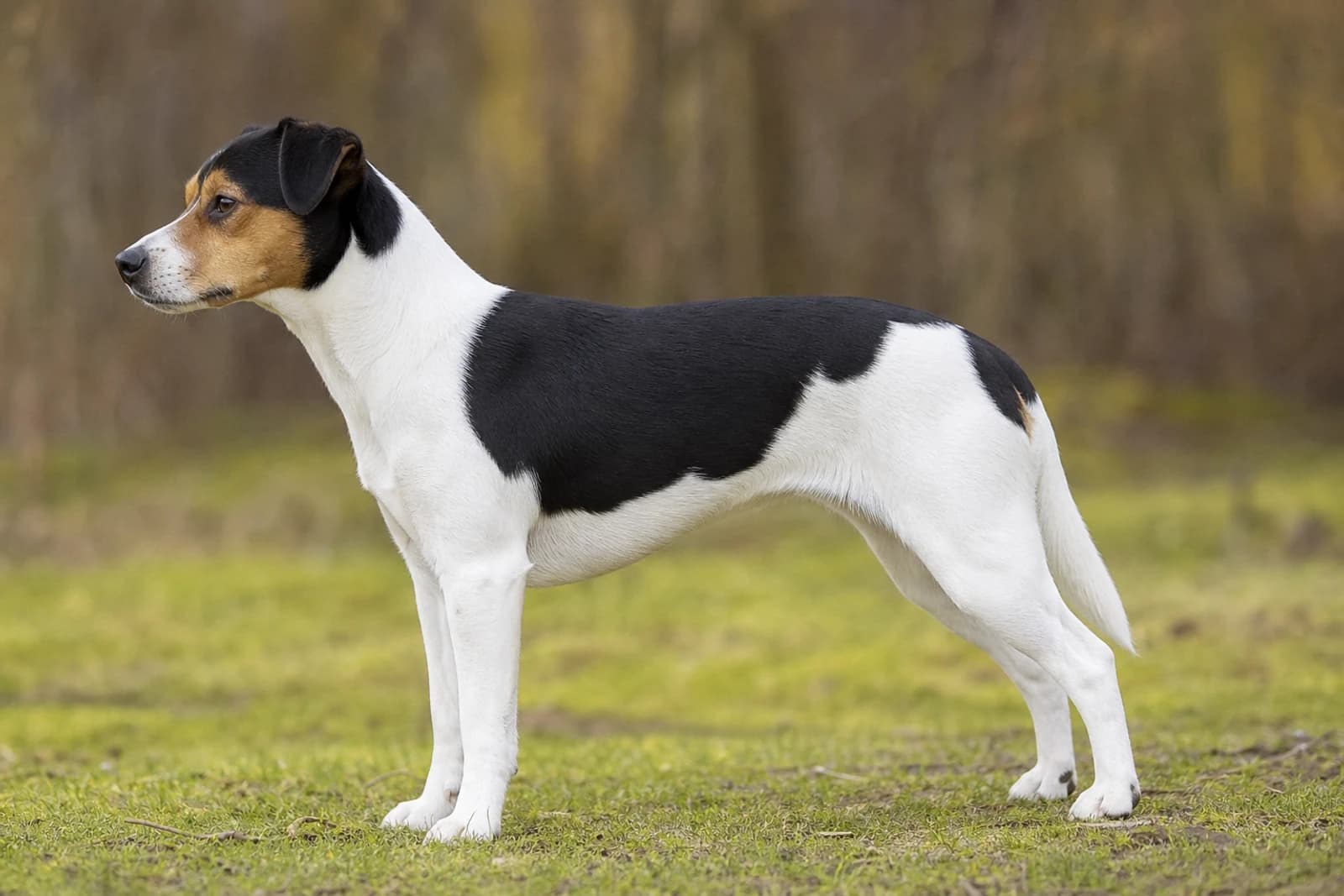 Danish-Swedish Farmdog — Medium dog breed