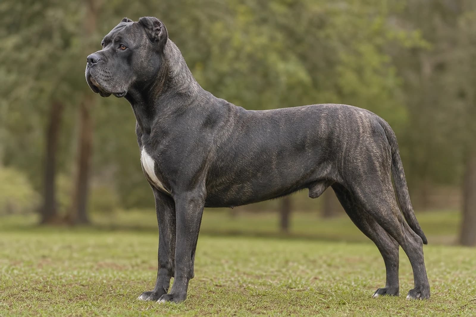 Dogo Canario — Giant dog breed