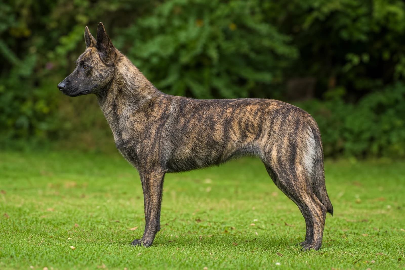 Dutch Shepherd Dog — Large dog breed