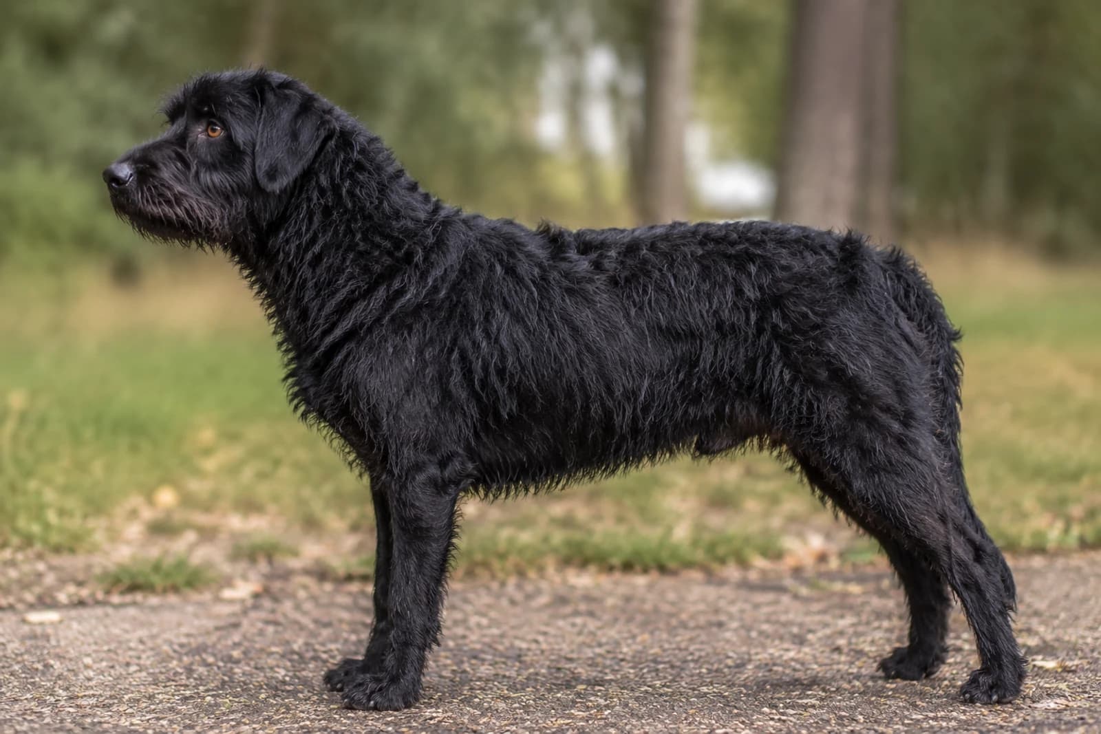 Dutch Smoushond — Medium dog breed