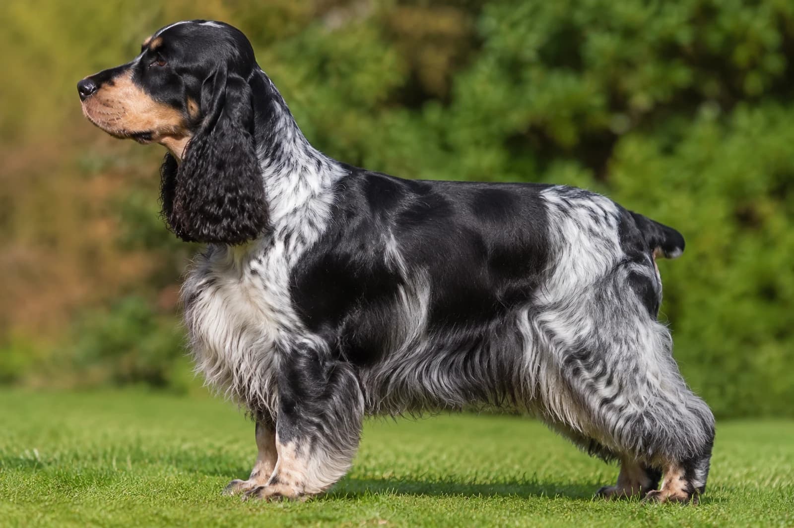 English Cocker Spaniel — Medium dog breed