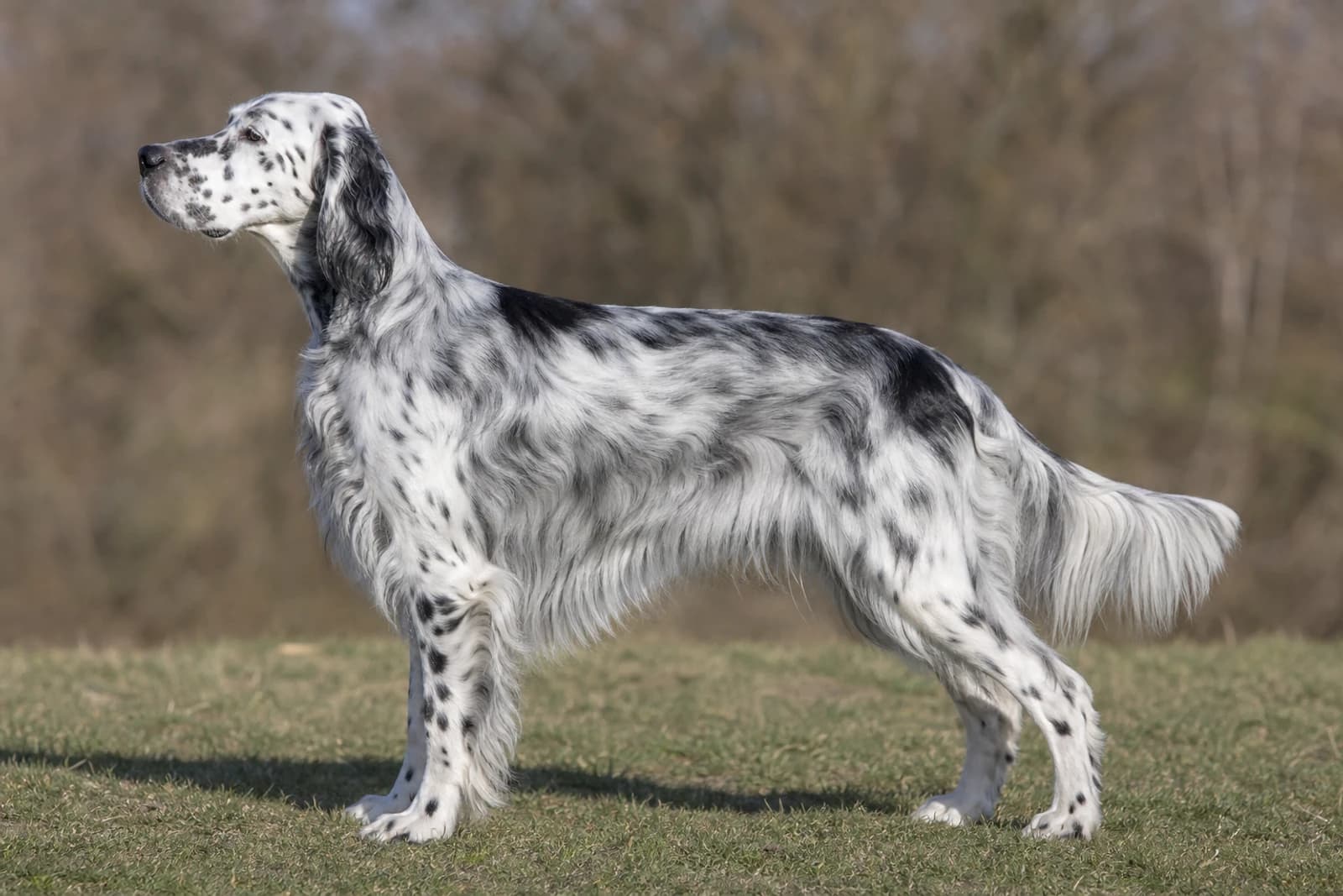 English Setter — Large dog breed