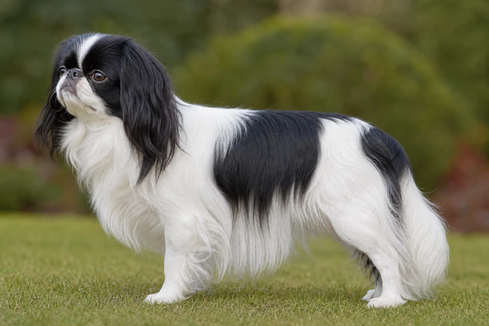 English Toy Spaniel — Small dog breed