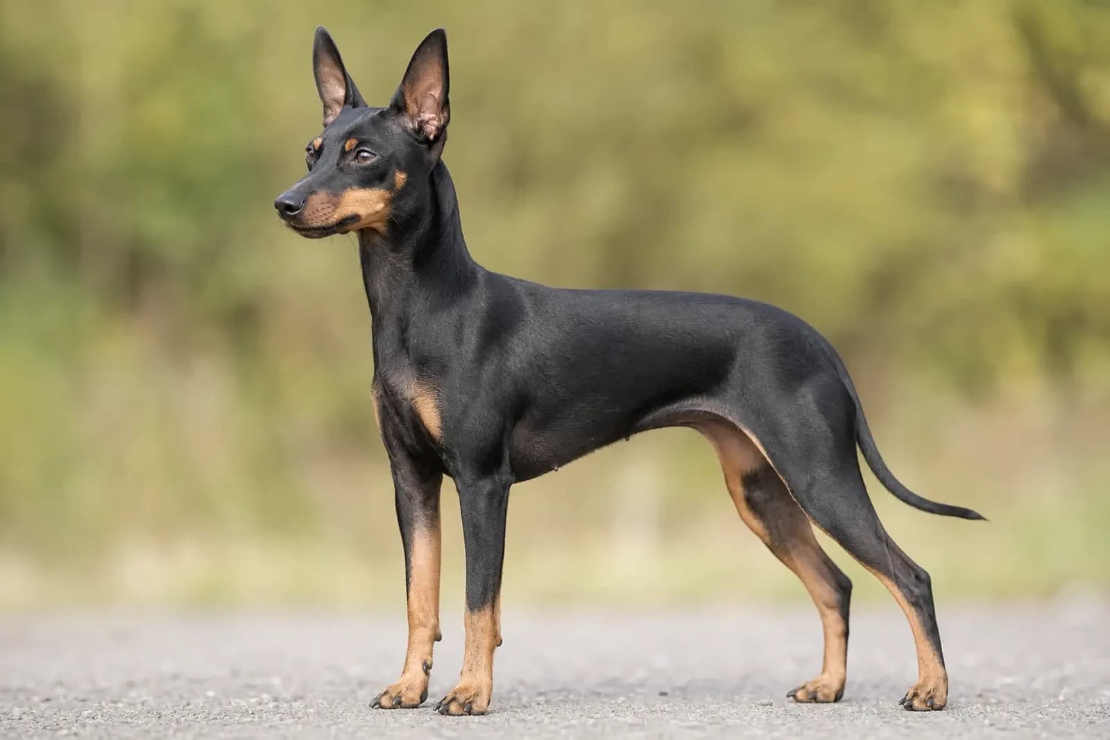 English Toy Terrier — Medium dog breed