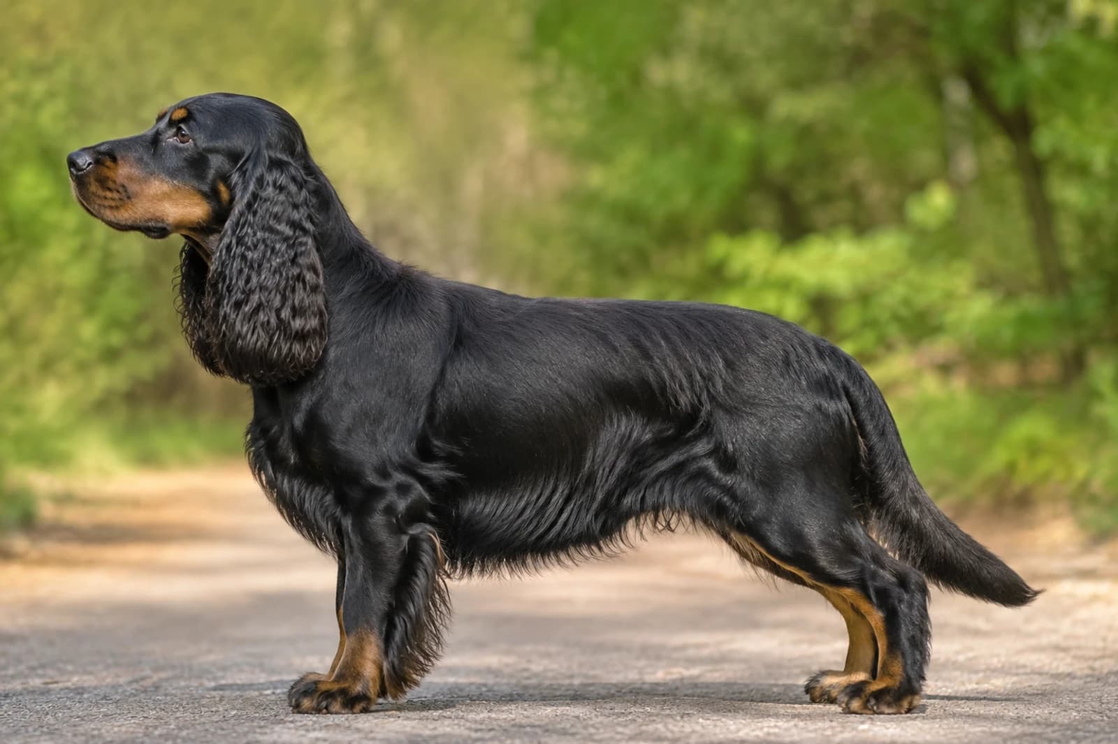 Field Spaniel — Medium dog breed
