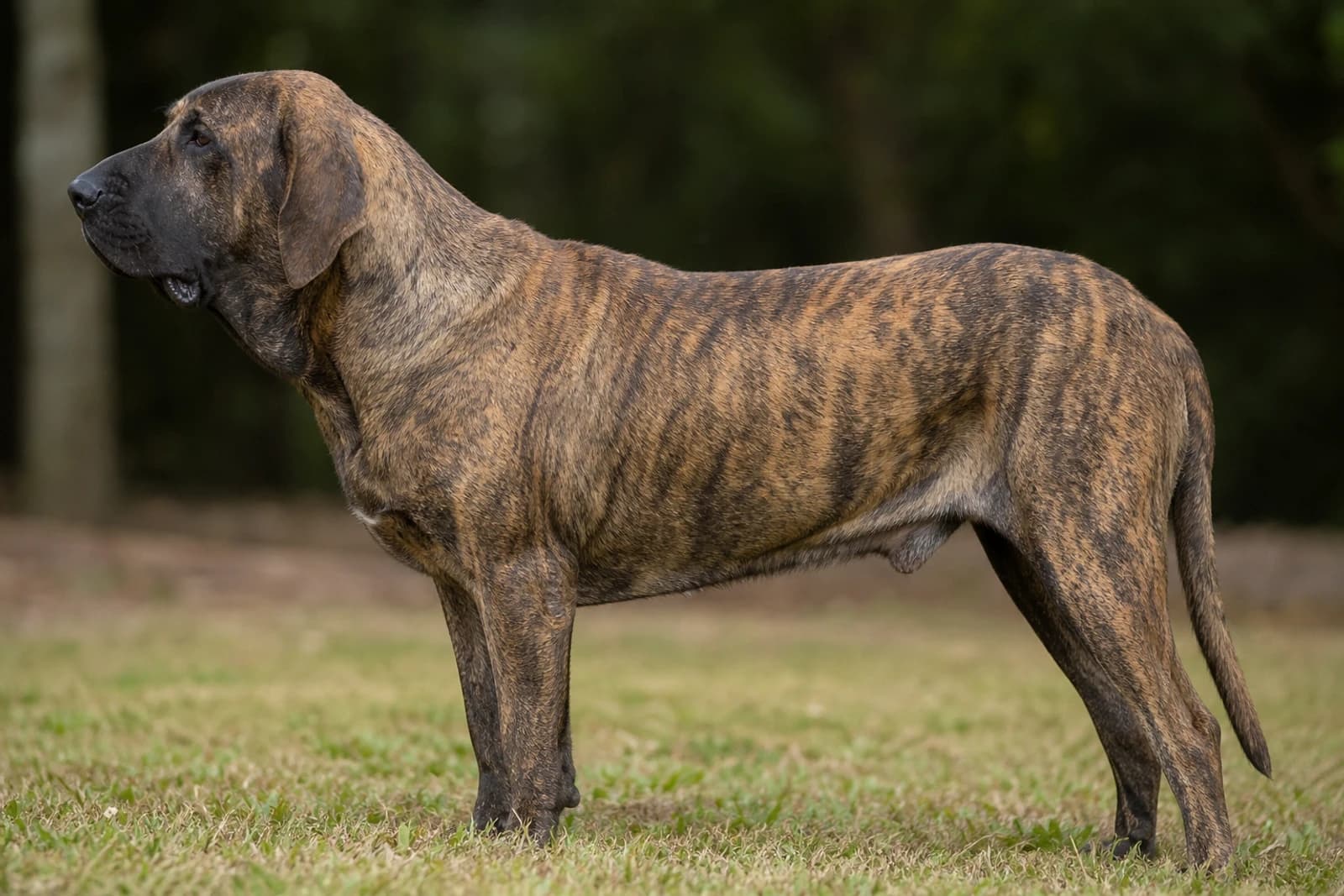 Fila Brasileiro — Giant dog breed