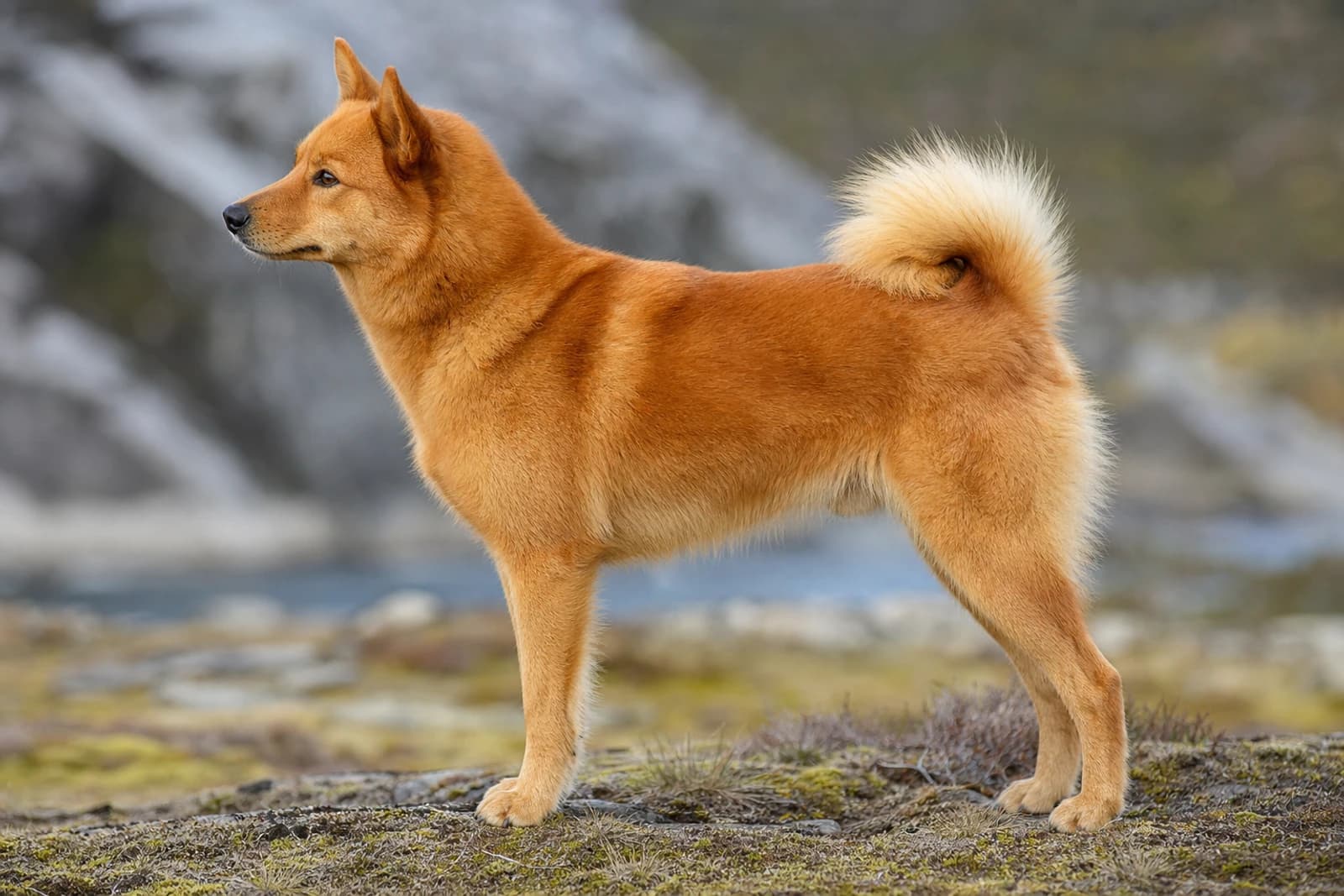 Finnish Spitz — Large dog breed