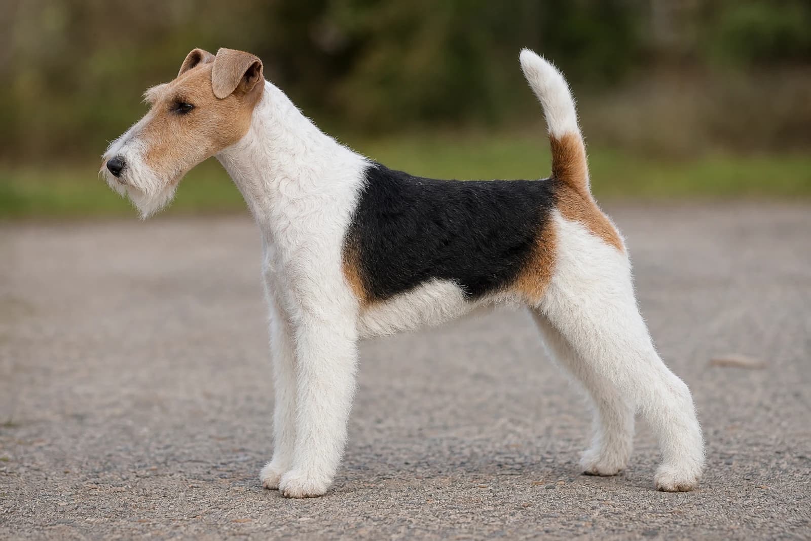 Fox Terrier — Medium dog breed