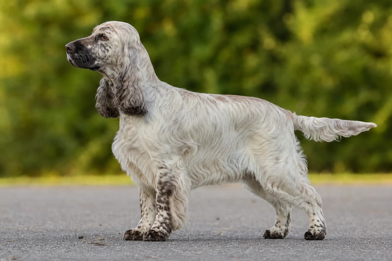 French Spaniel — Large dog breed