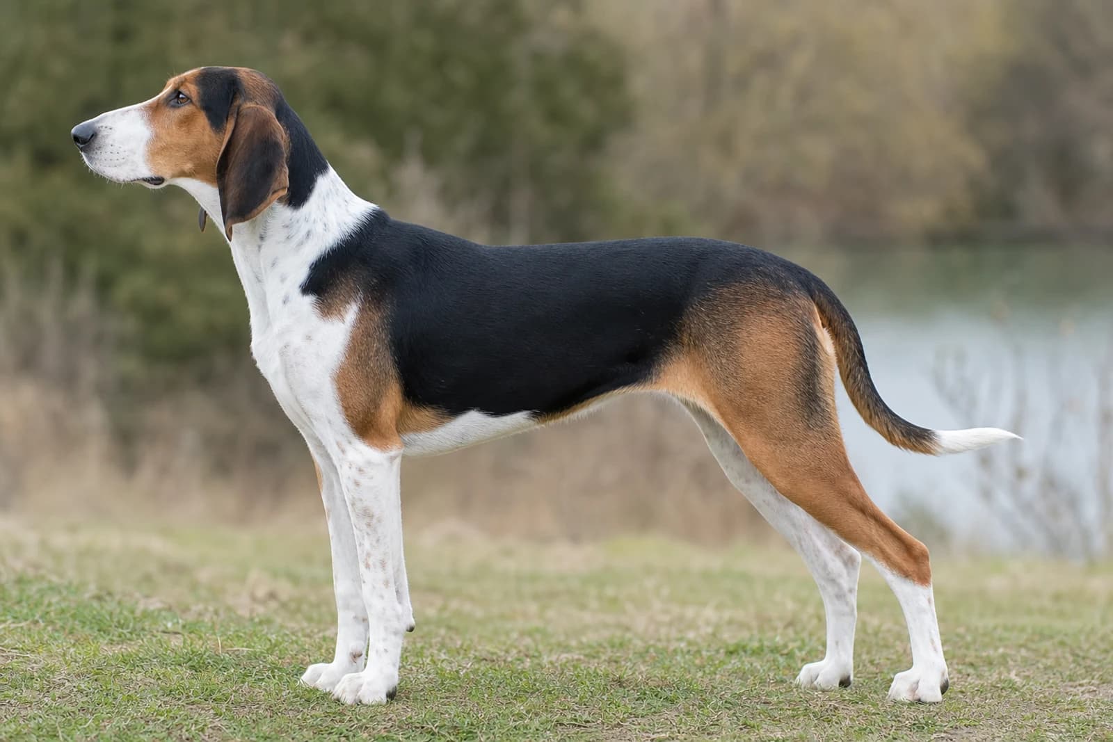 French Tricolour Hound — Giant dog breed