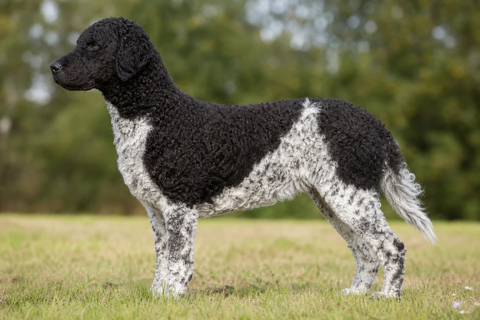 French Water Dog — Giant dog breed
