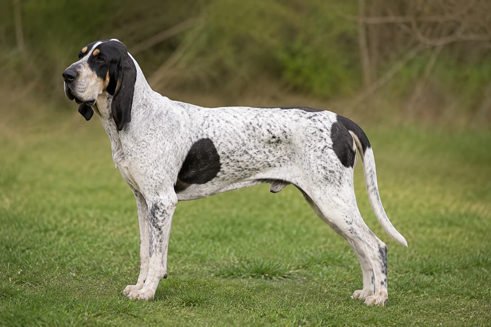 Gascon-Saintongeois — Large dog breed