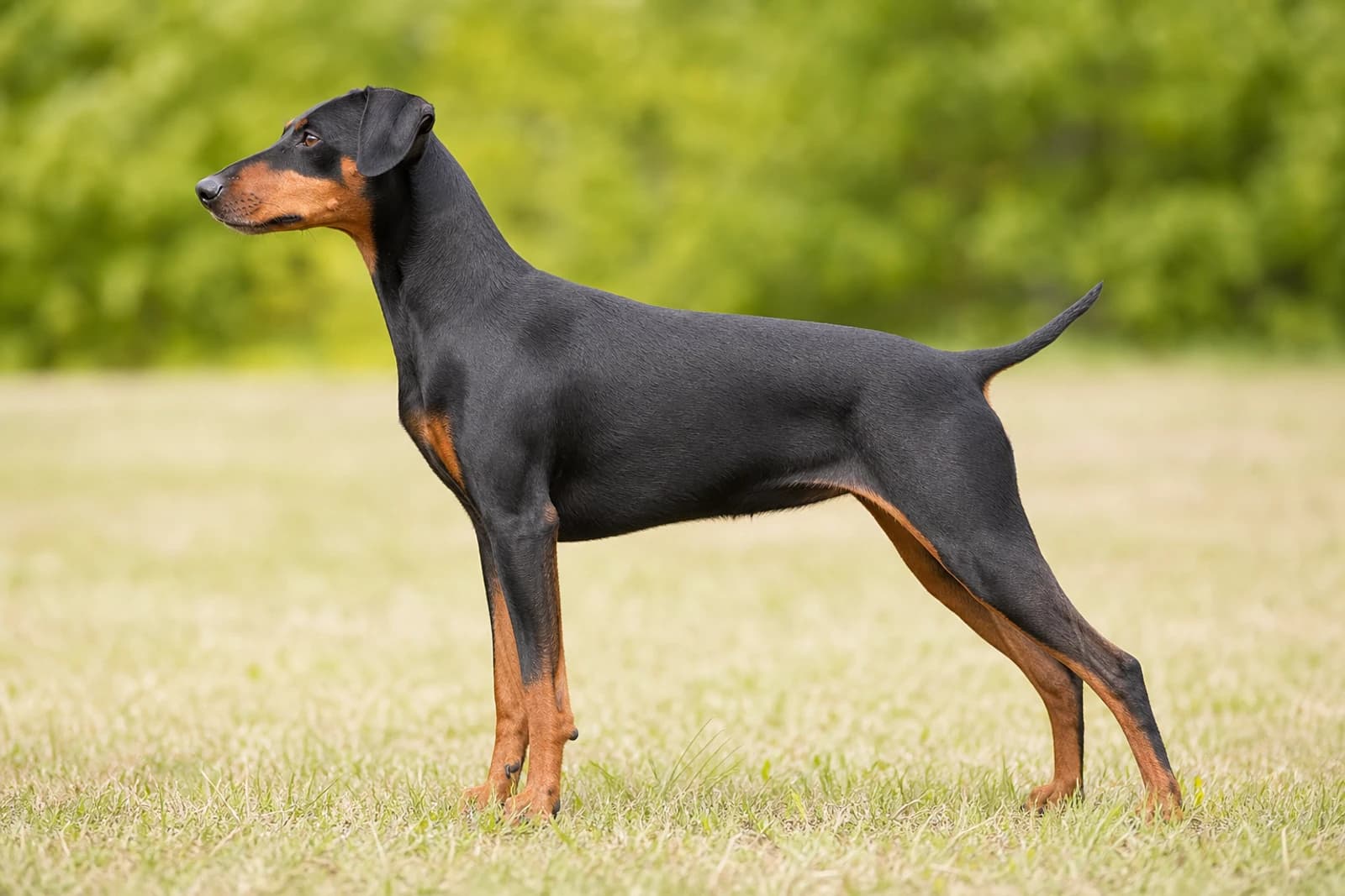 German Pinscher — Medium dog breed