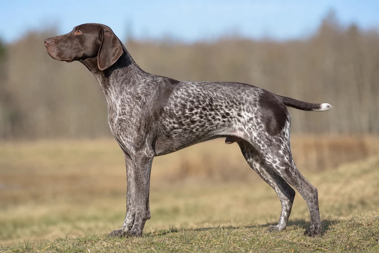 German Pointer — Large dog breed