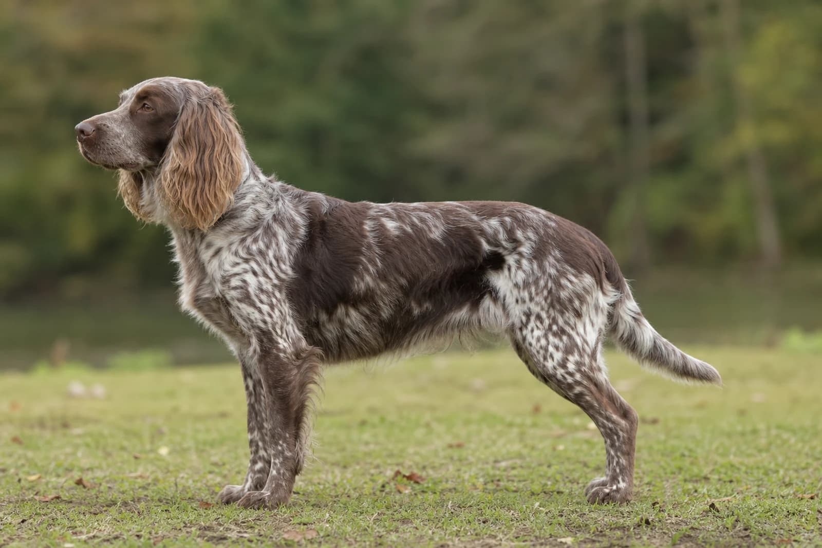 German Spaniel — Large dog breed