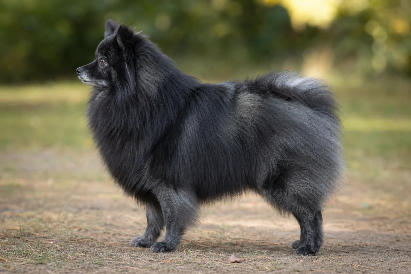 German Spitz — Small dog breed