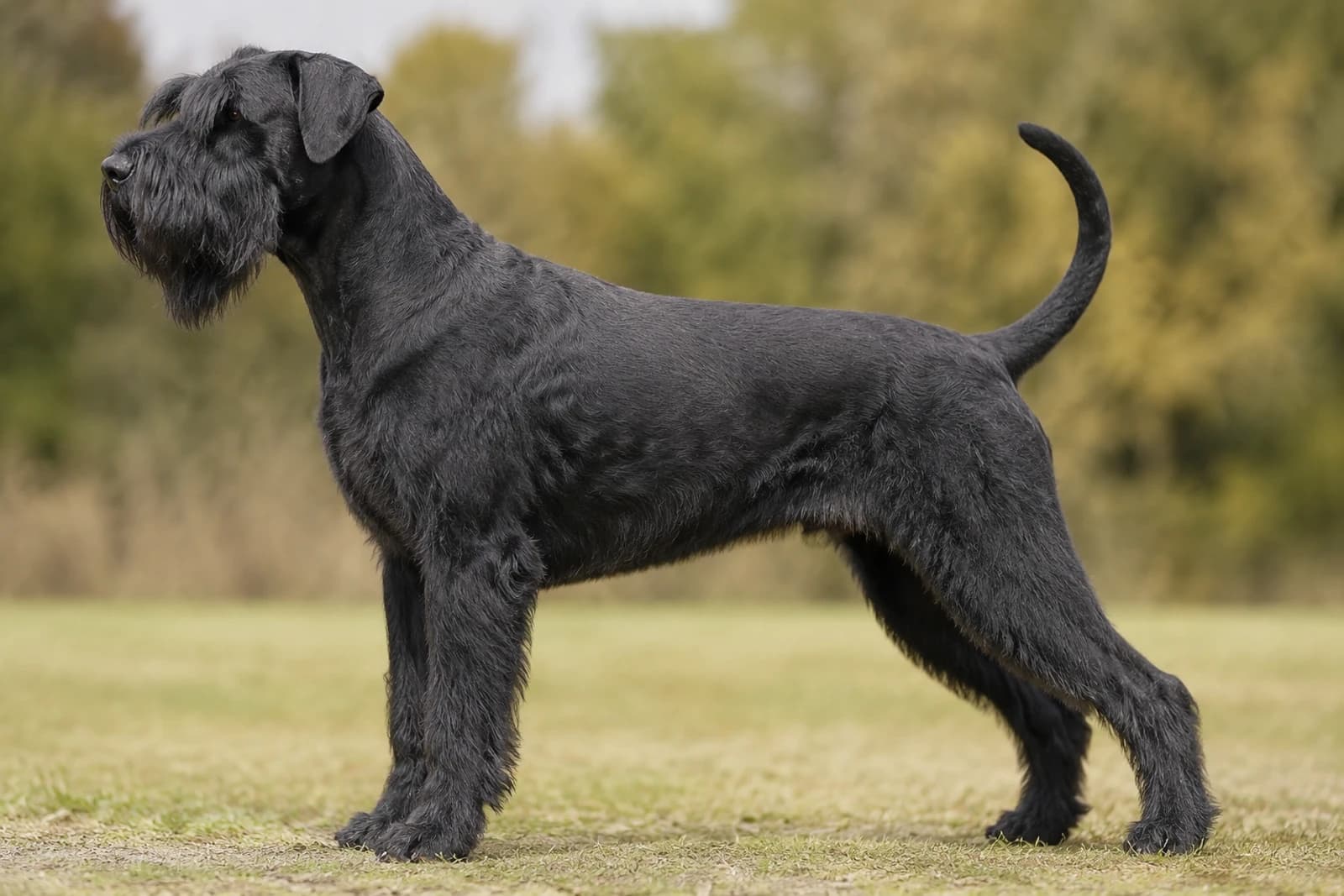 Giant Schnauzer — Giant dog breed