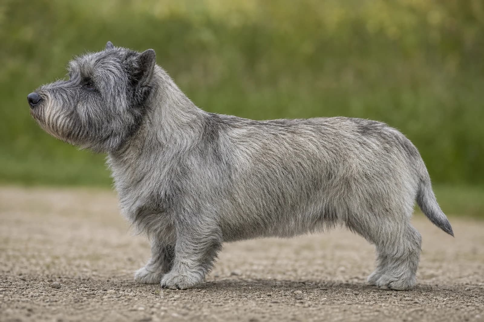 Glen of Imaal Terrier — Medium dog breed