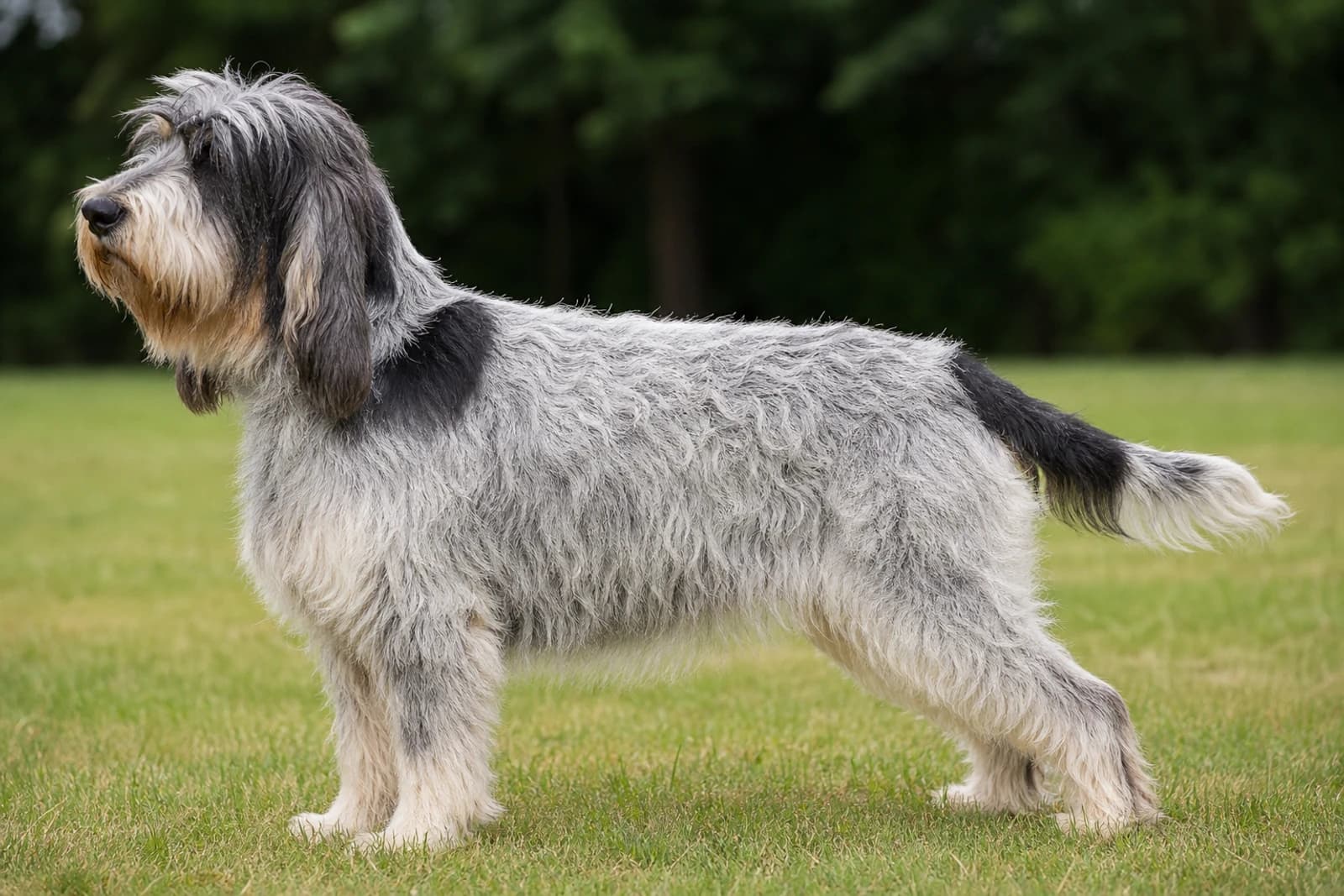 Grand Basset Griffon Vendéen — Medium dog breed