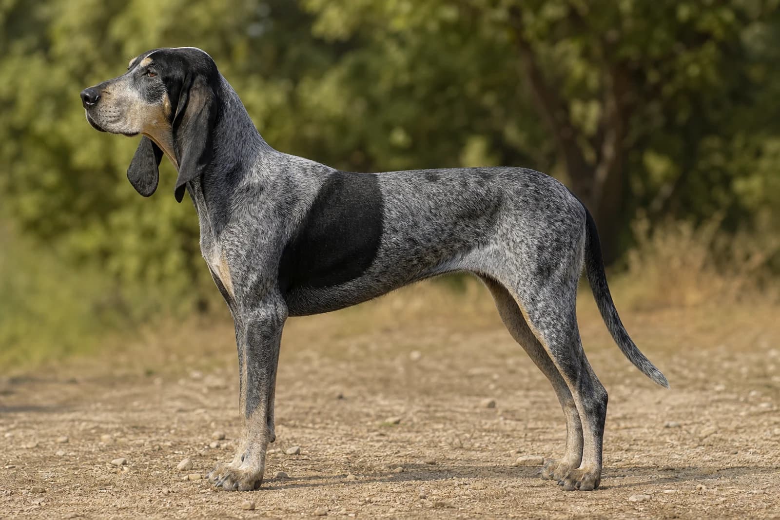 Grand Bleu de Gascogne — Giant dog breed