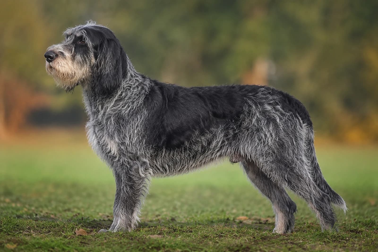 Grand Griffon Vendéen — Giant dog breed