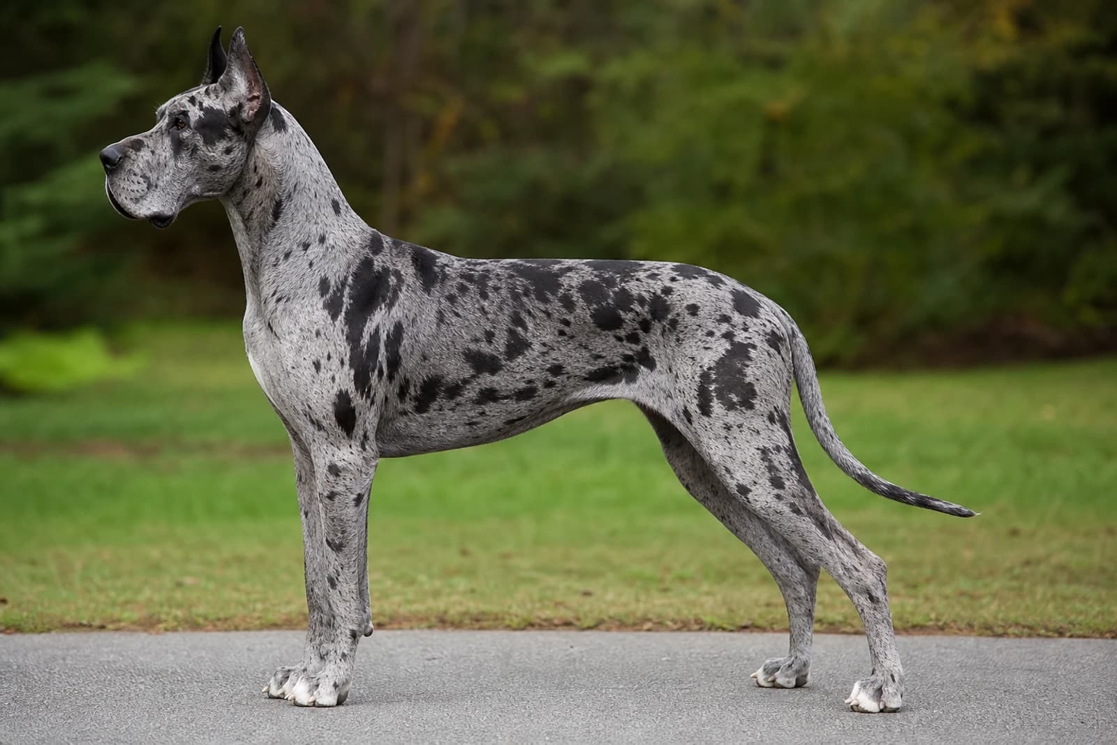 Great Dane — Giant dog breed
