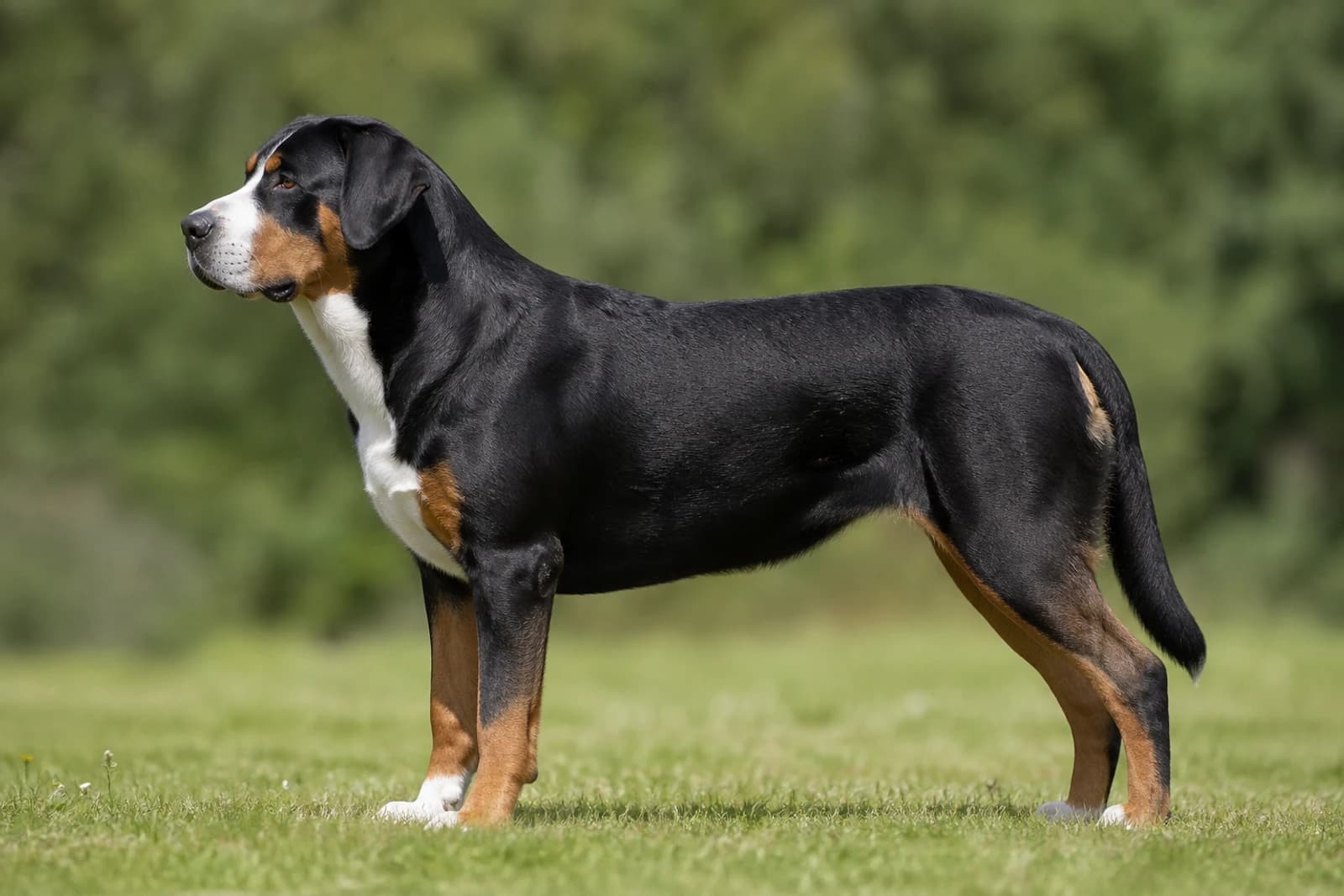 Greater Swiss Mountain Dog — Giant dog breed