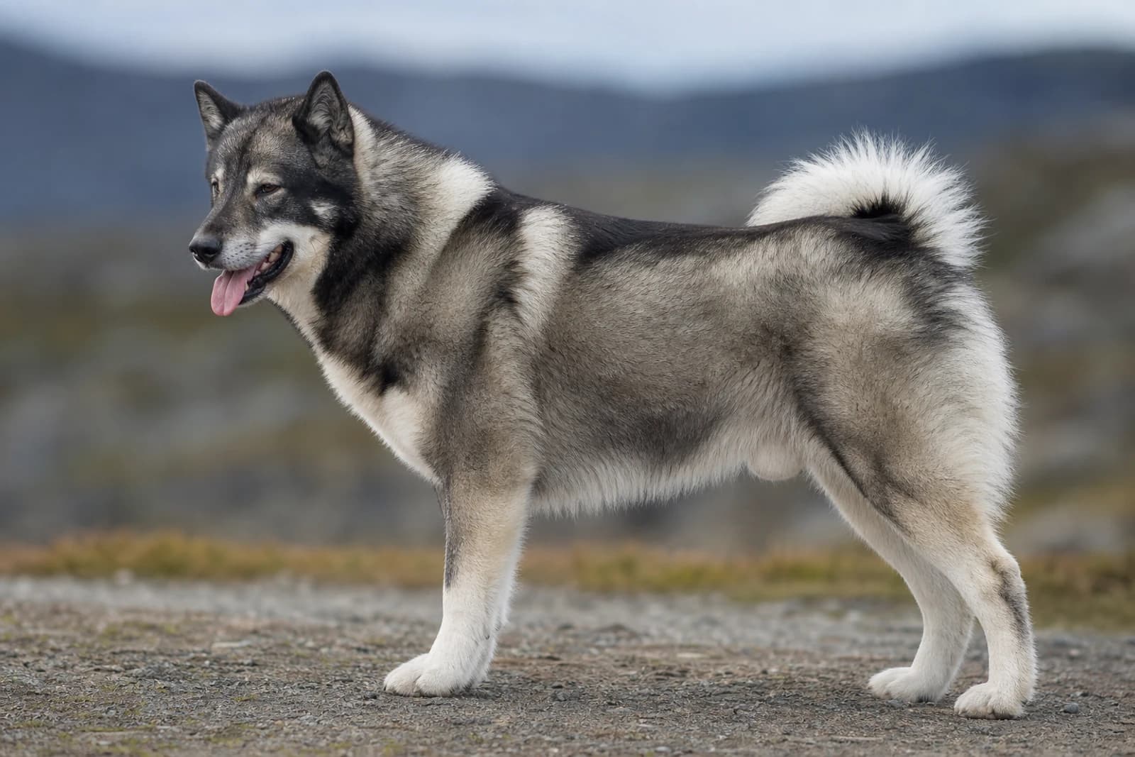 Greenland Dog — Giant dog breed