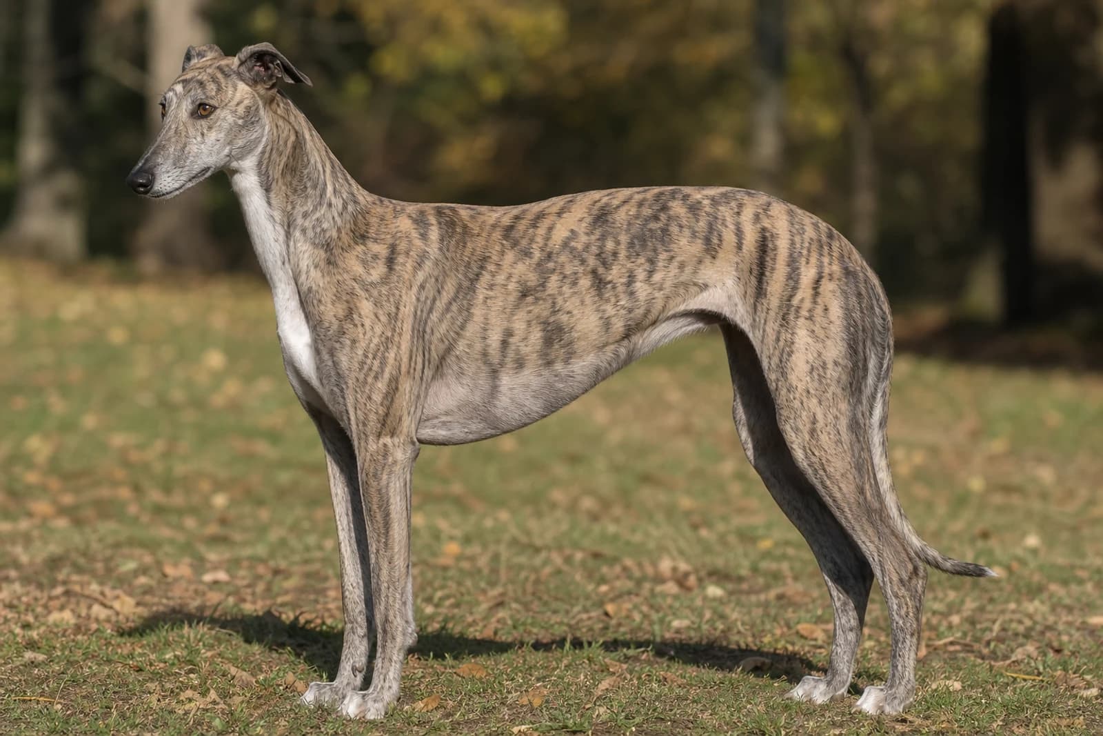 Greyhound — Giant dog breed