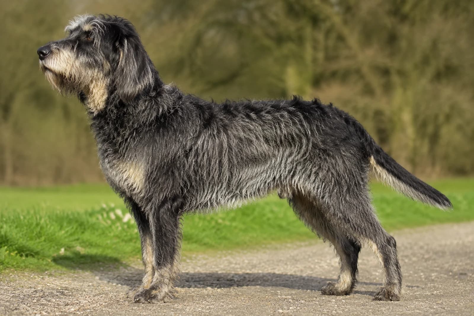 Griffon Nivernais — Large dog breed