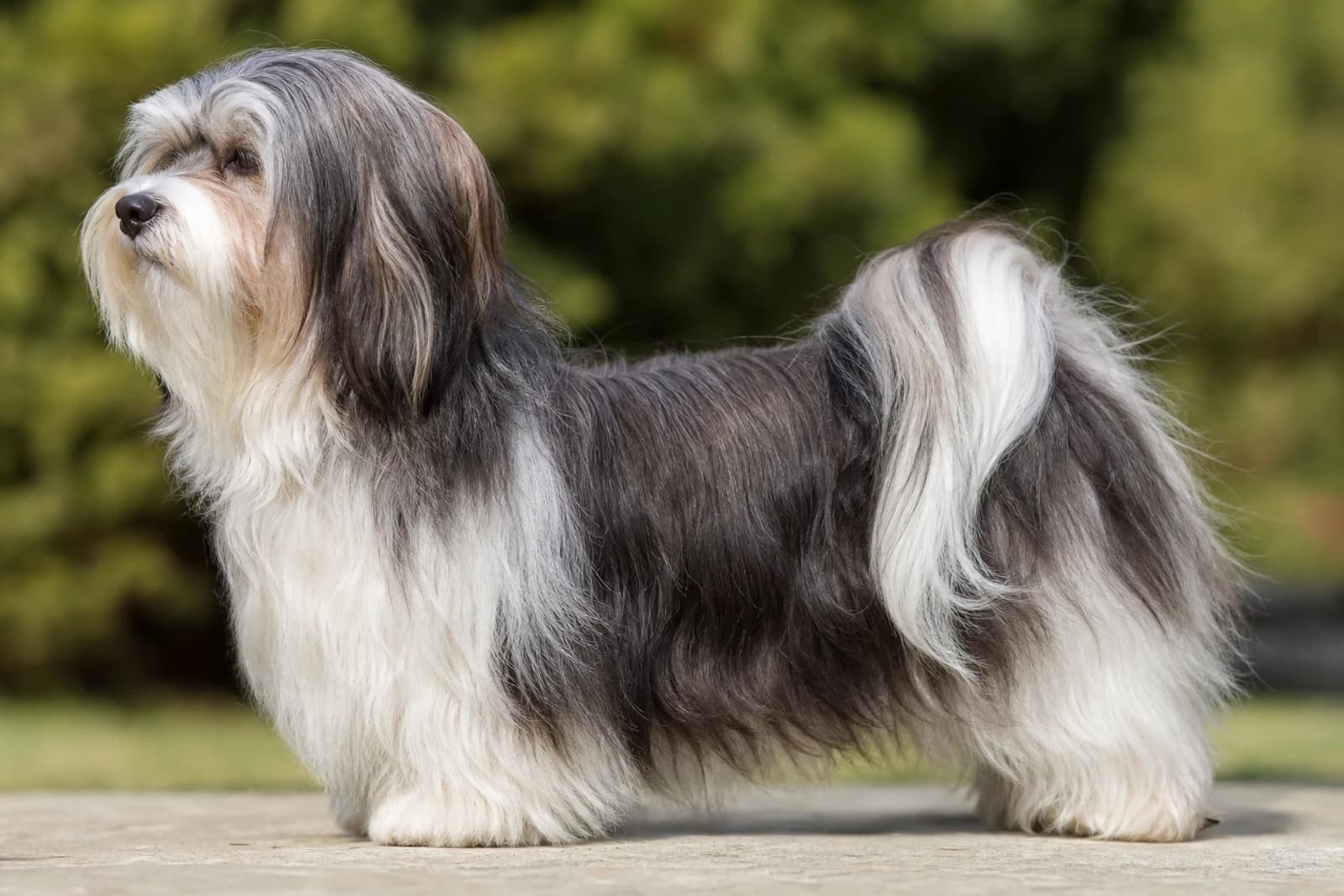Havanese — Small dog breed