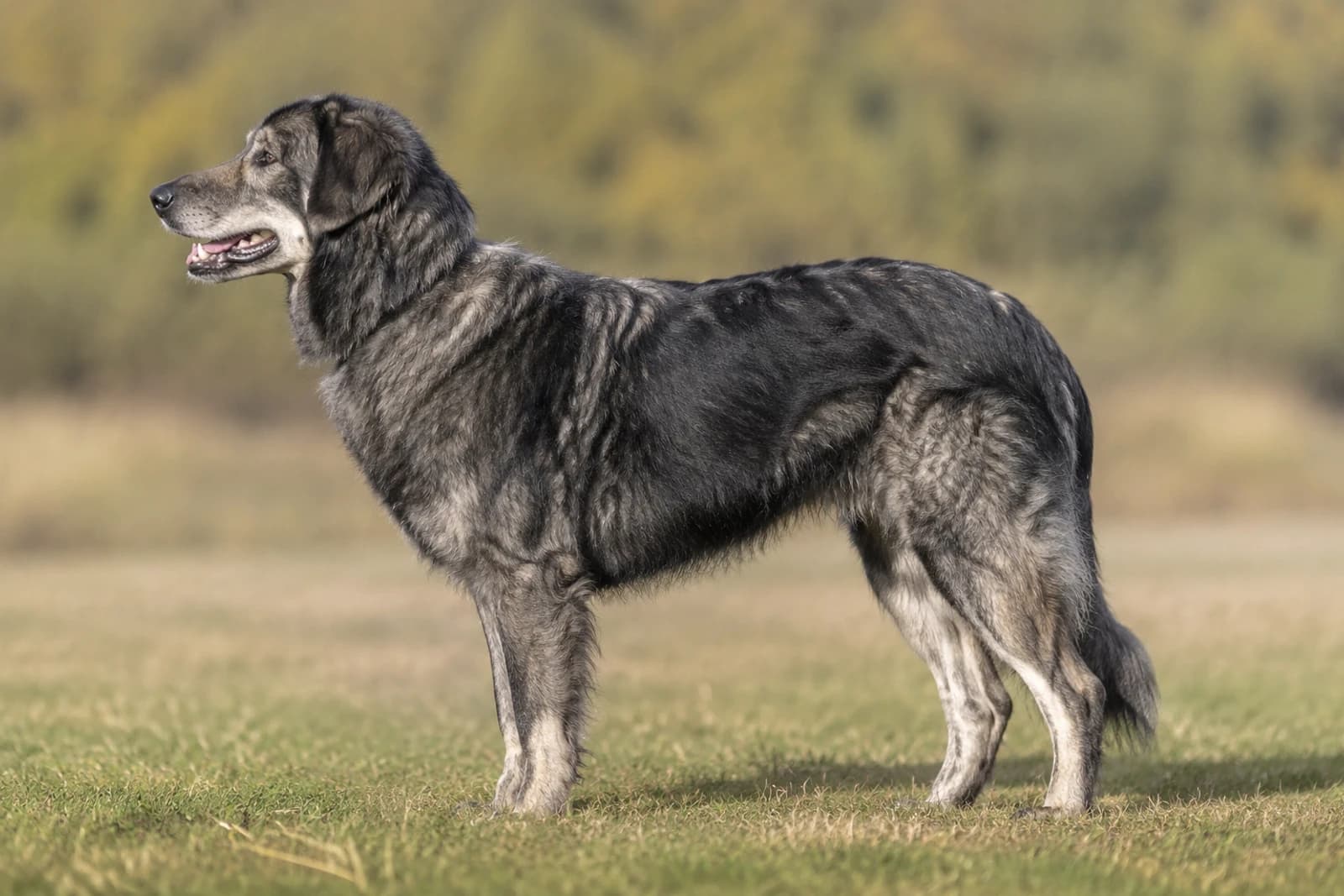 Hellenic Shepherd Dog — Giant dog breed