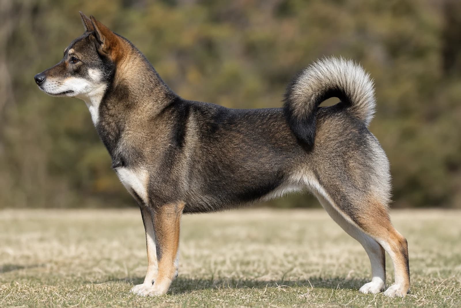 Hokkaido Dog — Large dog breed