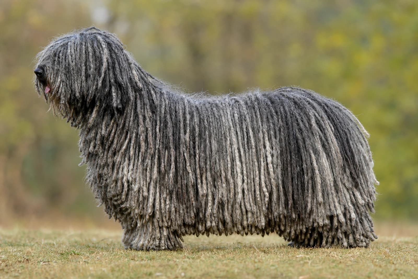 Hungarian Puli — Medium dog breed