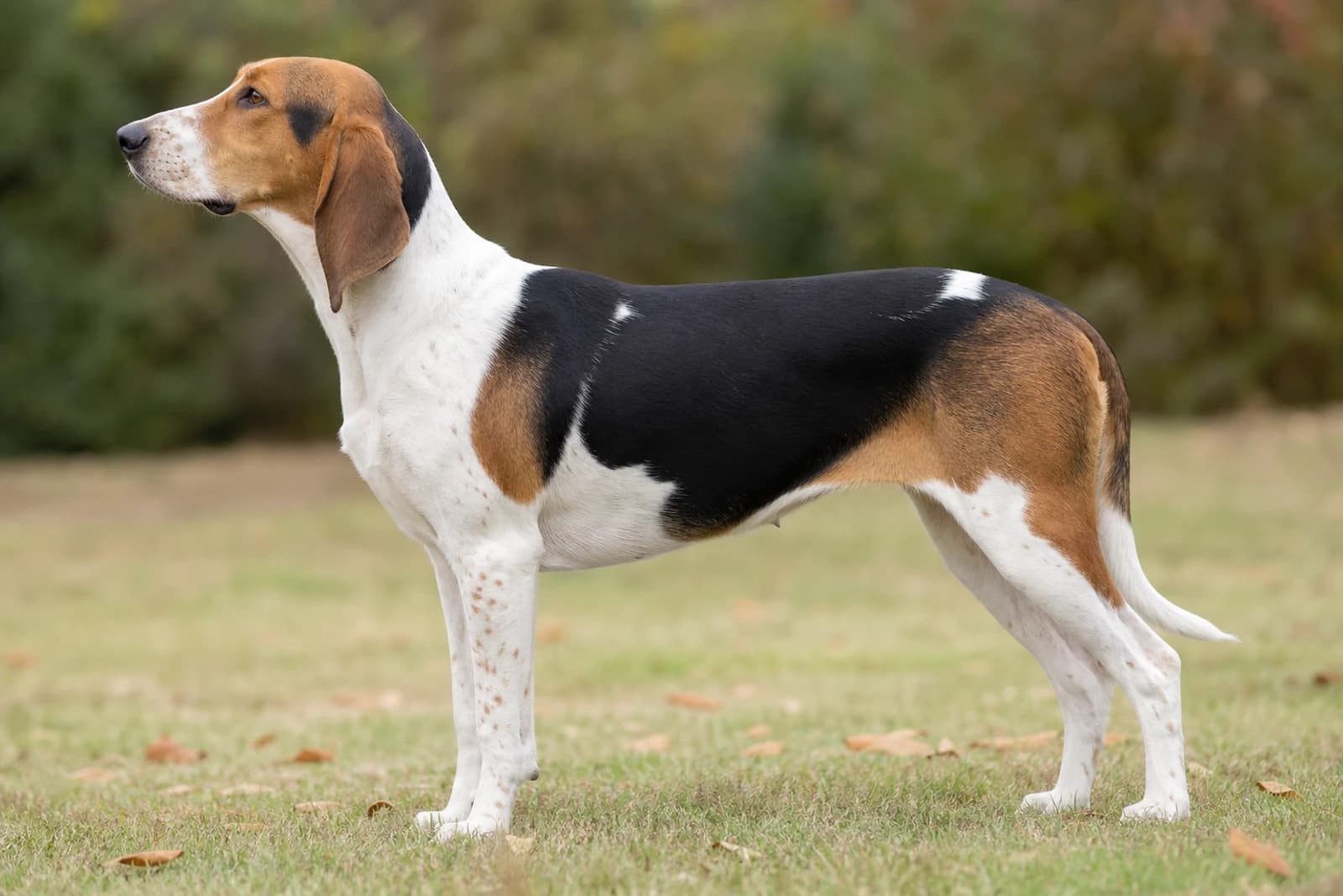 Hygen Hound — Large dog breed