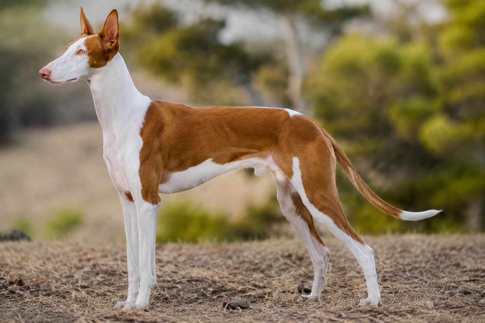 Ibizan Hound — Large dog breed