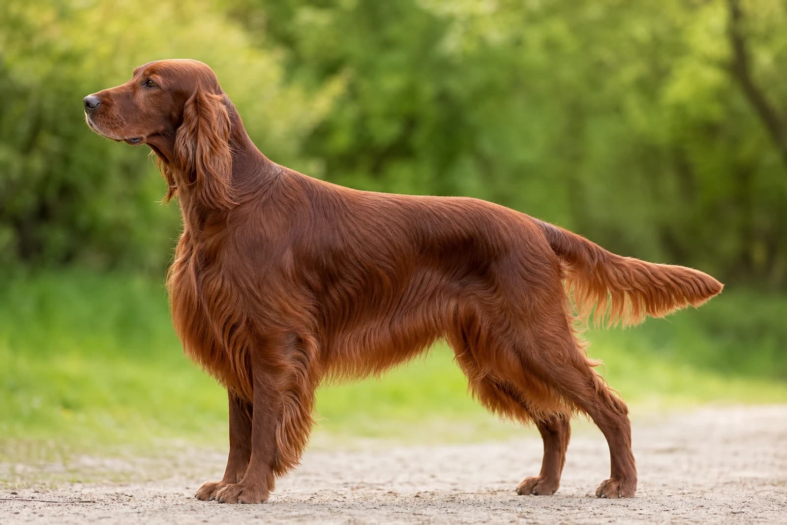 Irish Setter — Giant dog breed