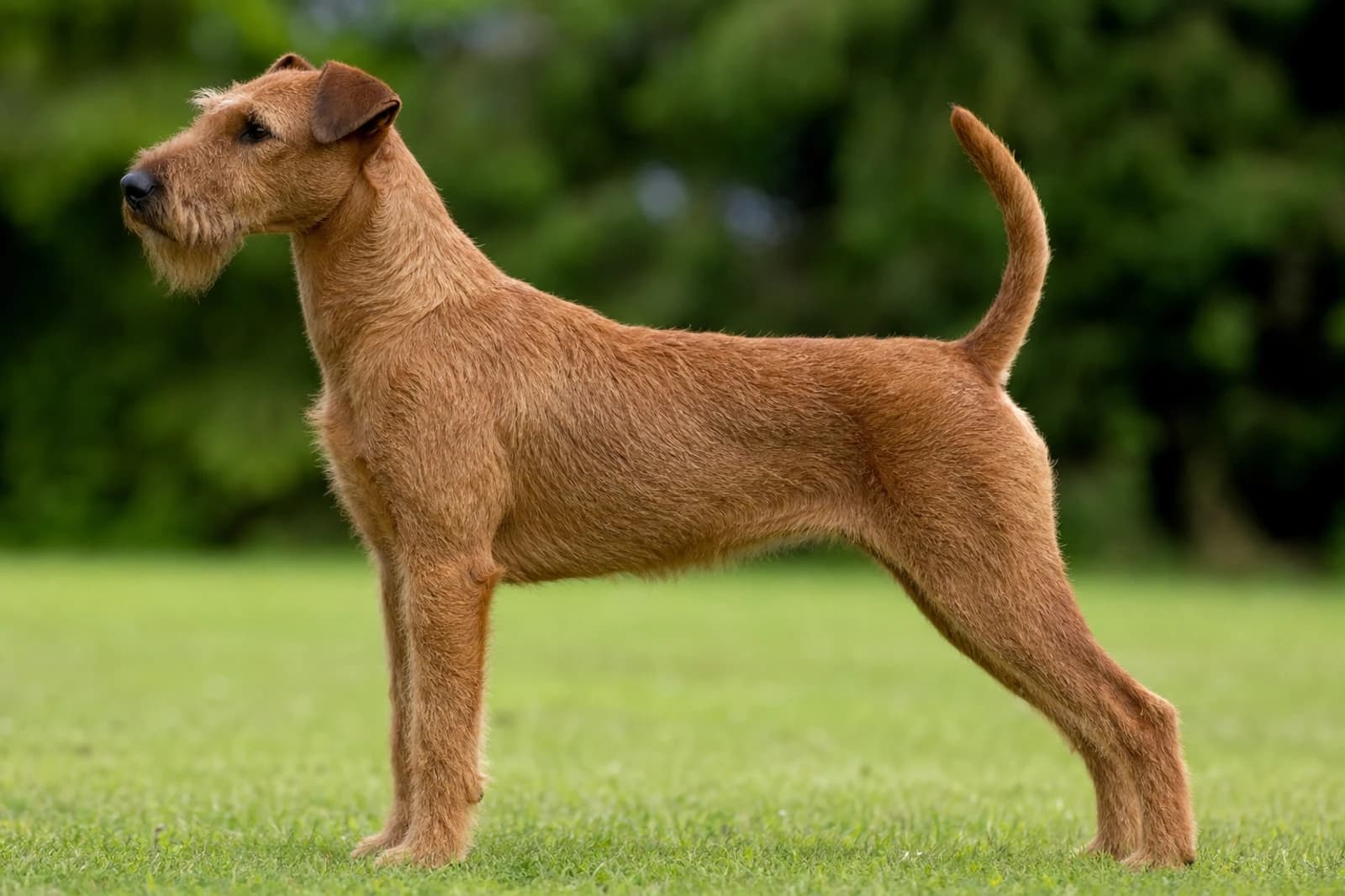 Irish Terrier — Medium dog breed